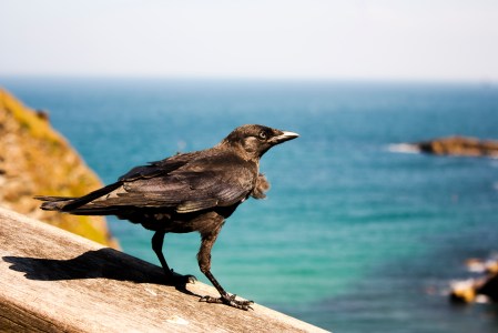 Bird of Tintagel