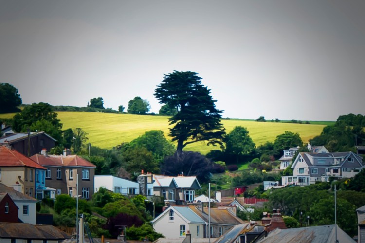 Mevagissey Village Tree