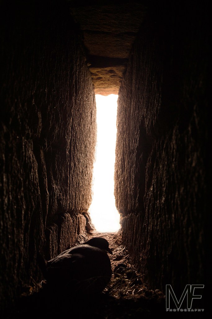 Dunstanburgh Castle Nest