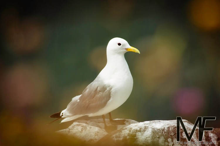 Dunstanburgh Seagull